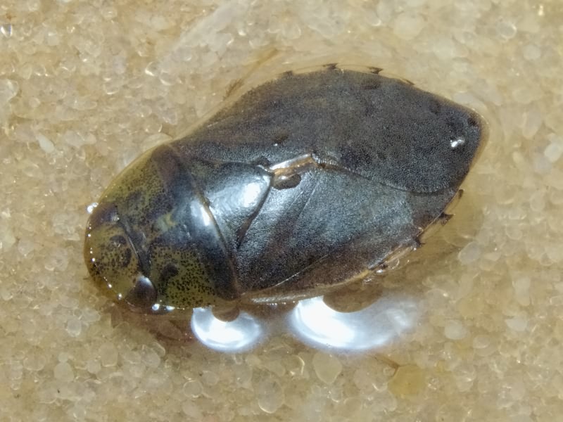 Ilyocoris cimicoides (Linnaeus, 1758)